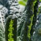 Health Benefits of Lacinato Kale