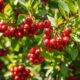 Chinese Hawthorn's benefits