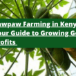 Pawpaw Farming in Kenya 2025: Your Guide to Growing Golden Profits