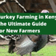 Turkey Farming in Kenya: The Ultimate Guide for New Farmers