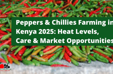Peppers & Chillies Farming in Kenya 2025: Heat Levels, Care & Market Opportunities
