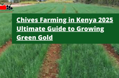Chives Farming in Kenya: 2025 Ultimate Guide to Growing Green Gold