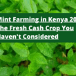Mint Farming in Kenya 2025: The Fresh Cash Crop You Haven't Considered