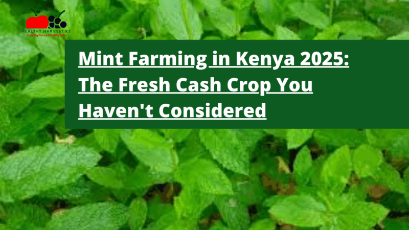 Mint Farming in Kenya 2025: The Fresh Cash Crop You Haven't Considered
