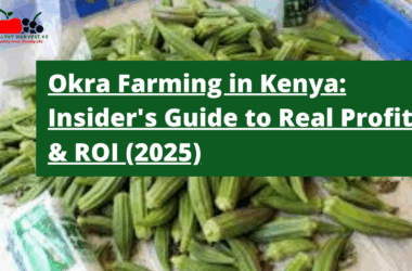 Okra Farming in Kenya: Insider's Guide to Real Profits & ROI (2025)