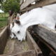 Dairy Goat Farming in Kenya