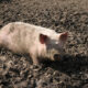 Pig Farming Profits and Market Opportunities in Kenya