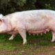 How to Start Pig Farming in Kenya 2025