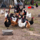 Comparison showcase of the most popular chicken breeds in Kenya: Kari improved kienyeji, Kuroiler, Rainbow Rooster, and Kenbro chickens