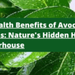 20 Health Benefits of Avocado Leaves: Nature's Hidden Healing Powerhouse
