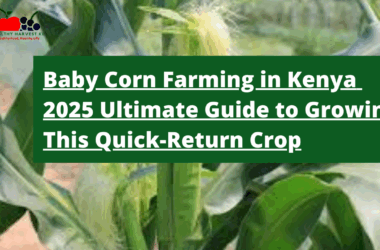 Baby Corn Farming in Kenya: 2025 Ultimate Guide to Growing This Quick-Return Crop