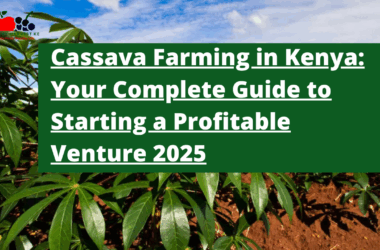 Cassava Farming in Kenya: Your Complete Guide to Starting a Profitable Venture 2025