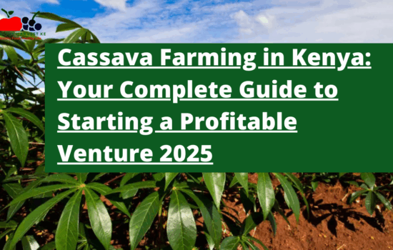 Cassava Farming in Kenya: Your Complete Guide to Starting a Profitable Venture 2025