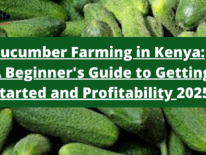 Cucumber Farming in Kenya: A Beginner's Guide to Getting Started, Profitability, and Sustainable Methods