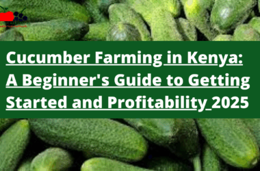 Cucumber Farming in Kenya: A Beginner's Guide to Getting Started, Profitability, and Sustainable Methods