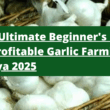 From Clove to Cash: The Ultimate Beginner's Guide to Profitable Garlic Farming in Kenya 2025