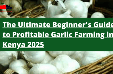 From Clove to Cash: The Ultimate Beginner's Guide to Profitable Garlic Farming in Kenya 2025