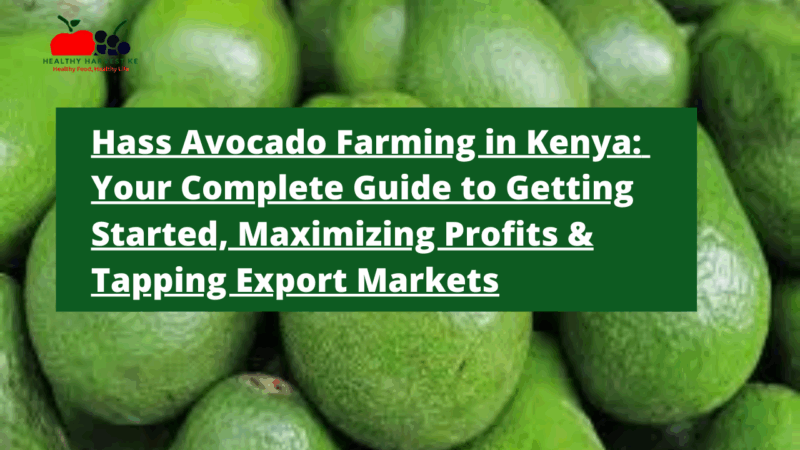 Hass Avocado Farming in Kenya: Your Complete Guide to Getting Started, Maximizing Profits & Tapping Export Markets