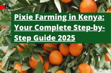 Pixie Farming in Kenya: Your Complete Step-by-Step Guide 2025