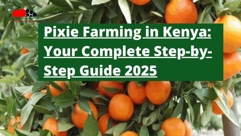 Pixie Farming in Kenya: Your Complete Step-by-Step Guide 2025