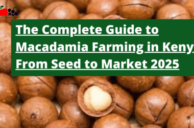 The Complete Guide to Macadamia Farming in Kenya: From Seed to Market 2025