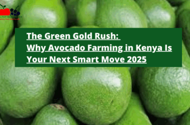 The Green Gold Rush Why Avocado Farming in Kenya Is Your Next Smart Move 2025