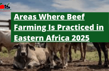 The Untapped Gold Mine: Areas Where Beef Farming Is Practiced in Eastern Africa 2025