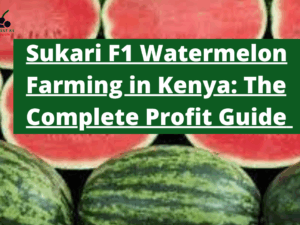 Sukari F1 Watermelon Farming in Kenya: The Complete Profit Guide 2025