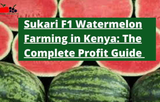 Sukari F1 Watermelon Farming in Kenya: The Complete Profit Guide 2025